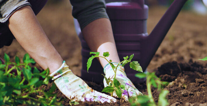 dammanns-garden-co-person-planting-tomatoes